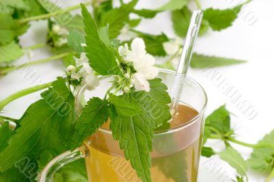 Tea of stinging nettle
