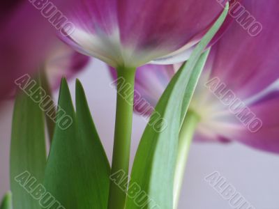 purple tulips close-up