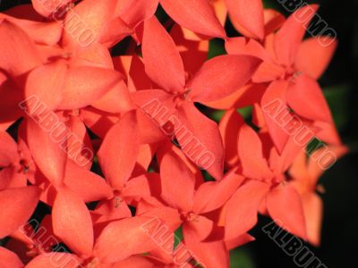 orange flowers close-up