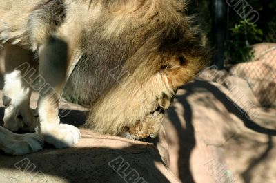 African Lion 4728