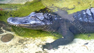 American Alligator 4904