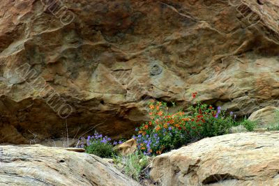 Wildflowers 6349