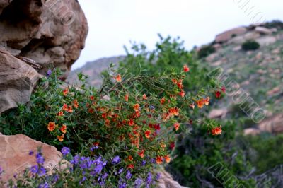 Wildflowers 6353