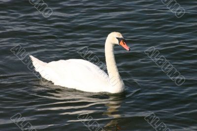 Swan on a Lake