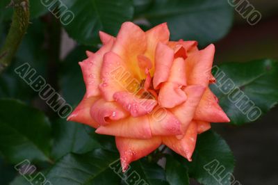 Pink and Red Rose
