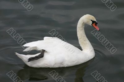 Swimming Swan