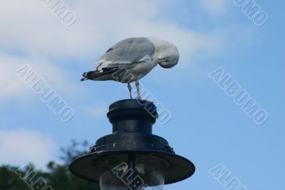 Seagull in Lamp Post