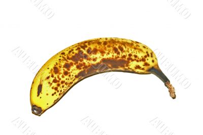Old Banana
