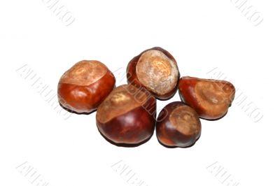 Conkers