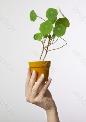 Hand holding plant
