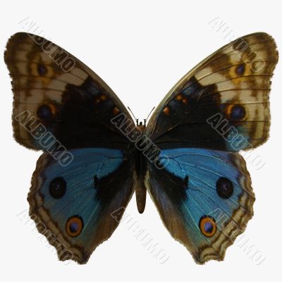 Butterfly-BluePansy