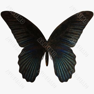 Butterfly-BlueSwallow