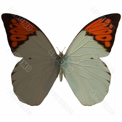 Butterfly-GreatOrangeTip