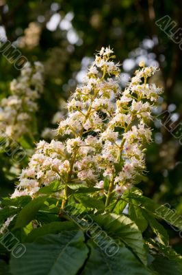 Blossoming chestnut