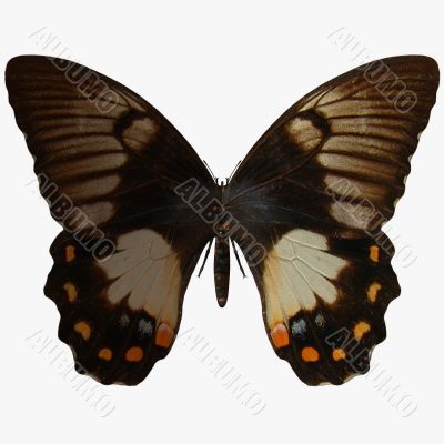 Butterfly-Orchard Swallow Tail