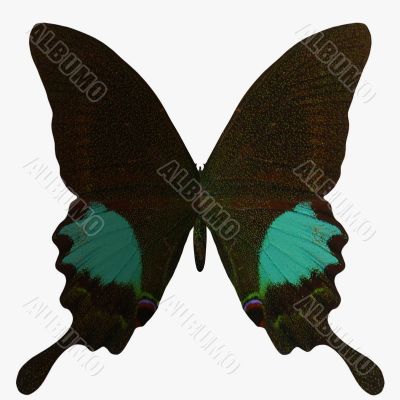 Butterfly-Paris Peacock