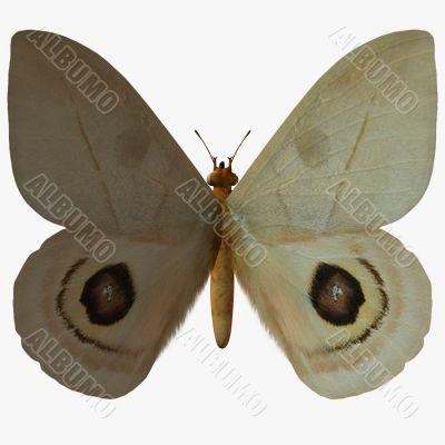 Butterfly-Peeping Tom