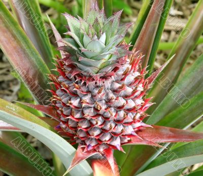 Pineapple Bud
