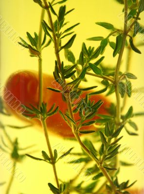 Suspended Chillies And Thyme