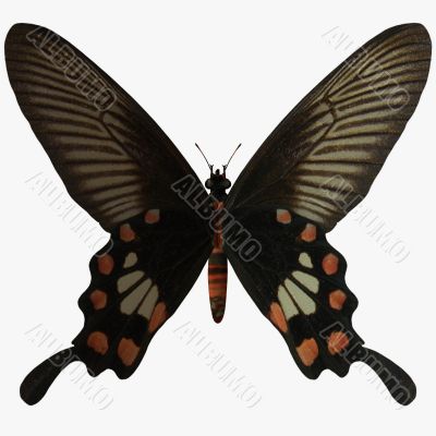 Butterfly-Rose Swallow Tail