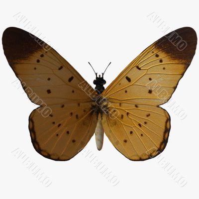 Butterfly-Yellow Coster