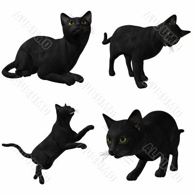 Cat-Black American Short Hair