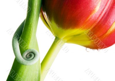 Chameleon on the tulip
