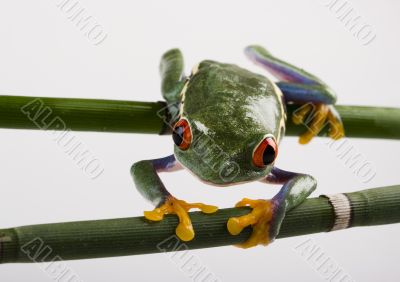 Red eye frog
