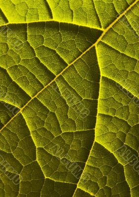 Leaf background