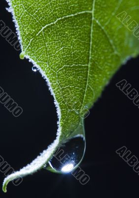 Leaf background