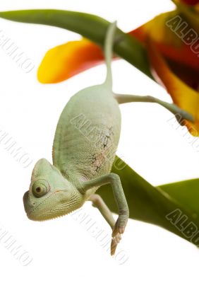 Chameleon on the tulip