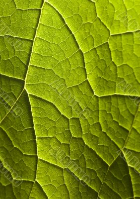 Leaf background