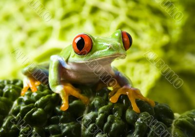 Red eye frog