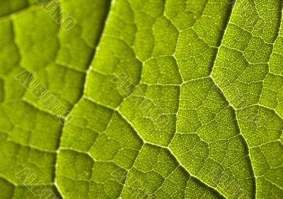 Leaf background