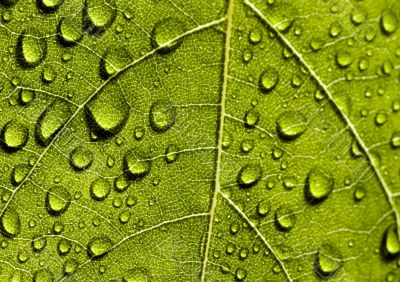 Leaf background