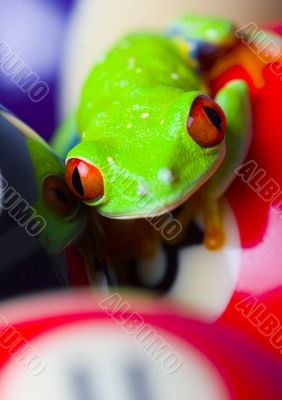 Red eye frog