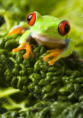 Red eye frog