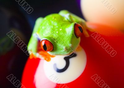 Red eye frog