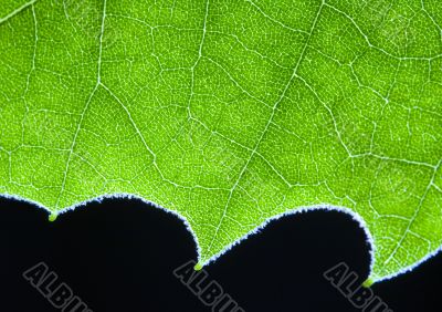 Leaf background