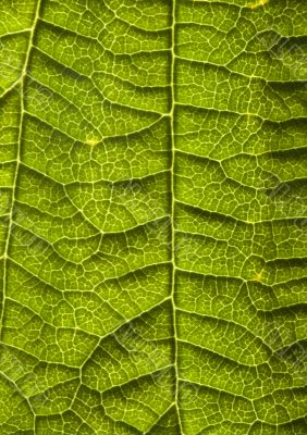 Leaf background