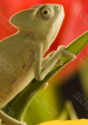 Chameleon on the tulip