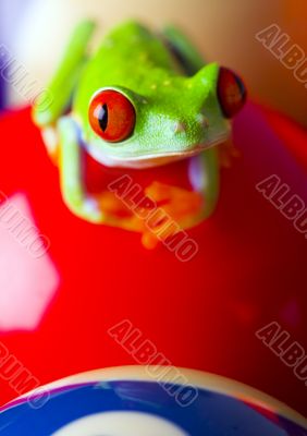 Red eye frog