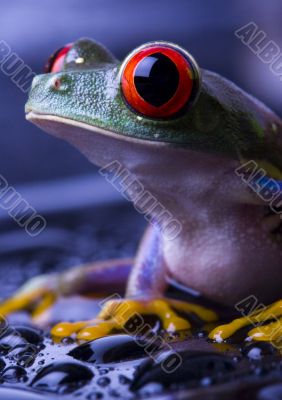 Red eye frog
