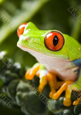 Red eye frog