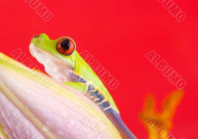 Red eye frog