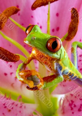 Red eye frog