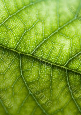 Leaf background