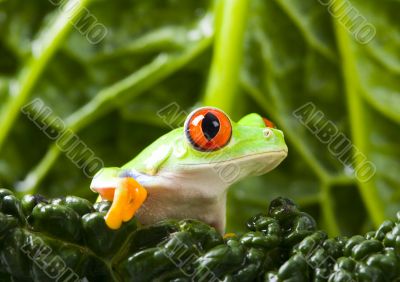 Red eye frog