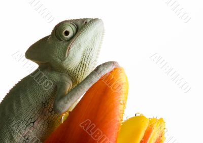 Chameleon