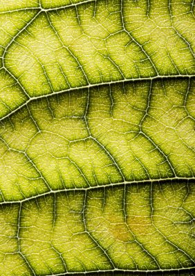 Closeup leaf